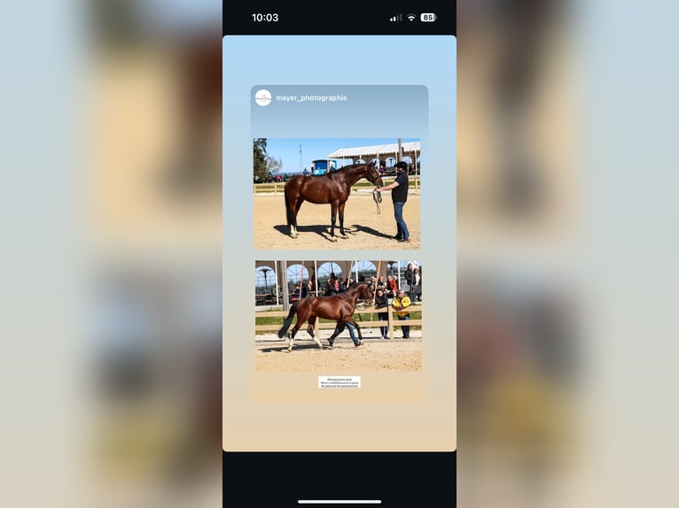 Sportivo Tedesco / Sportivo della Germania Stallone 4 Anni 169 cm Baio in Furth im Wald