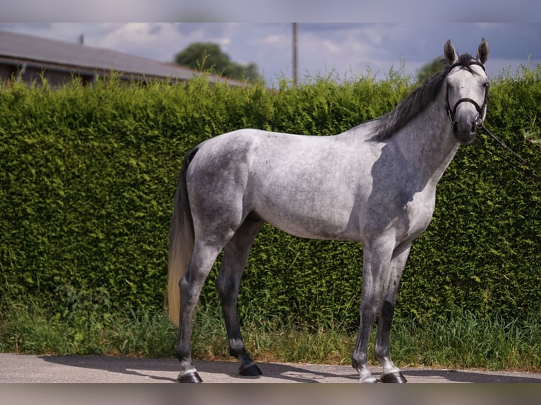 Sportivo Tedesco / Sportivo della Germania Stallone 4 Anni 169 cm Grigio in Gerstetten