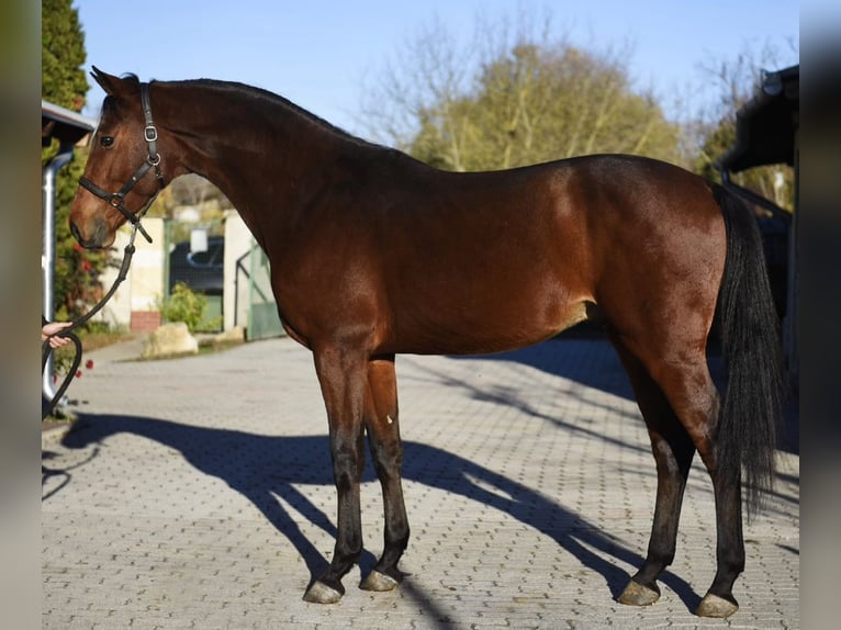 Sportivo Tedesco / Sportivo della Germania Stallone 4 Anni 170 cm Baio in Murska Soboda