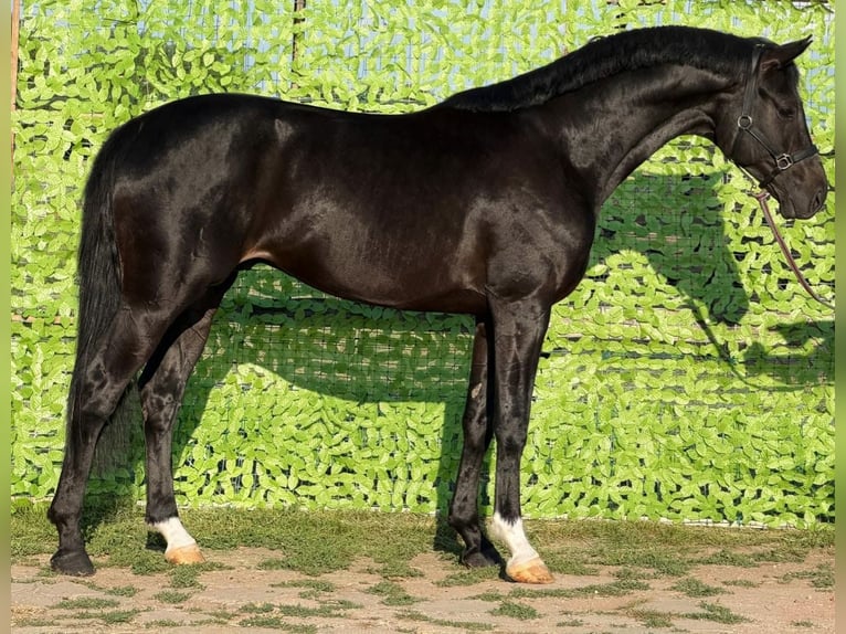 Sportivo Tedesco / Sportivo della Germania Stallone 4 Anni 172 cm Morello in Murska Soboda