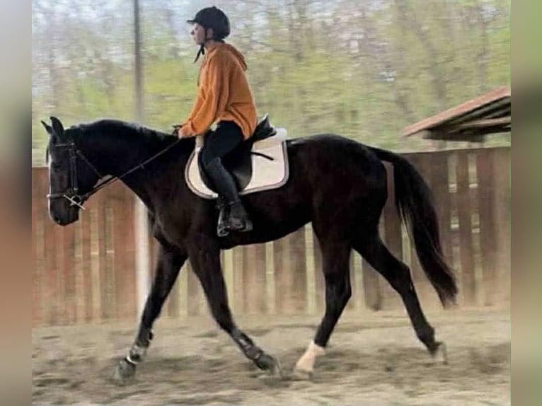 Sportivo Tedesco / Sportivo della Germania Stallone 4 Anni 174 cm Morello in Gyoma