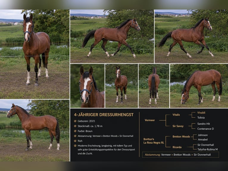 Sportivo Tedesco / Sportivo della Germania Stallone 4 Anni 178 cm Baio in Auhausen