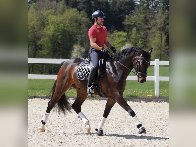 Sportivo Tedesco / Sportivo della Germania Stallone 6 Anni 166 cm Baio in Münchsteinach