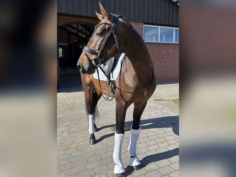 Sportivo Tedesco / Sportivo della Germania Stallone 6 Anni 171 cm Baio scuro in Telgte