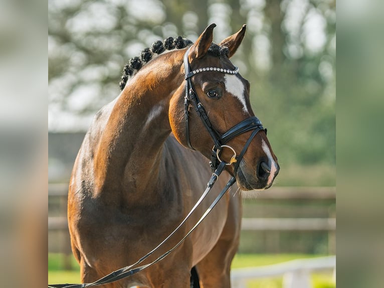 Sportivo Tedesco / Sportivo della Germania Stallone 6 Anni 175 cm Baio in Münster-Handorf