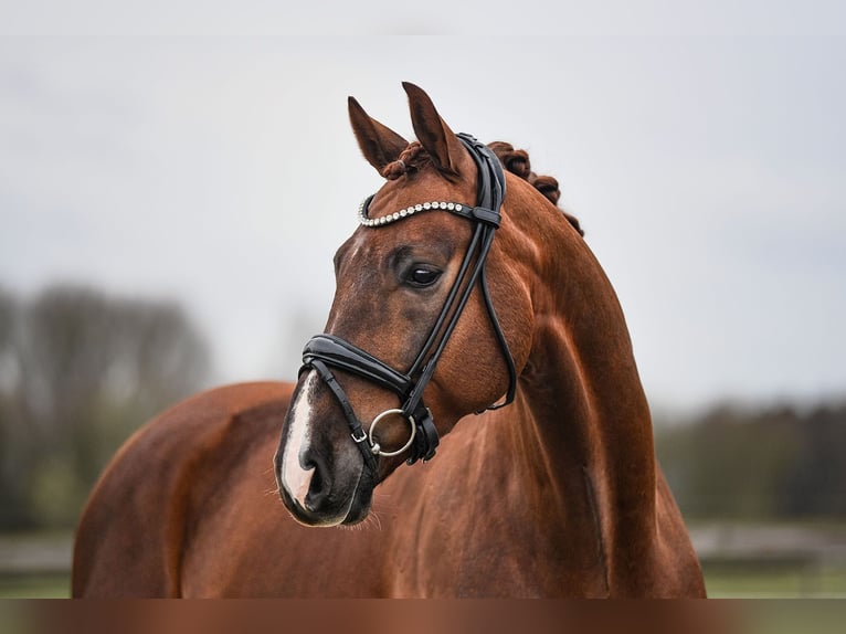 Sportivo Tedesco / Sportivo della Germania Stallone 7 Anni 171 cm Sauro scuro in Riedstadt