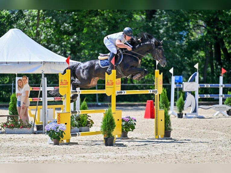 Sportivo Tedesco / Sportivo della Germania Stallone 8 Anni 162 cm Morello in Davos switzerland