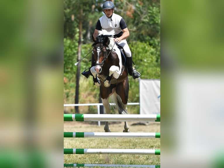 Sportivo Tedesco / Sportivo della Germania Stallone 8 Anni 165 cm in M&#xFC;cheln (Geiseltal)