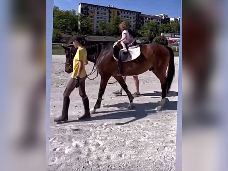 Sportivo Tedesco / Sportivo della Germania Stallone 9 Anni 165 cm Baio in Belgrade