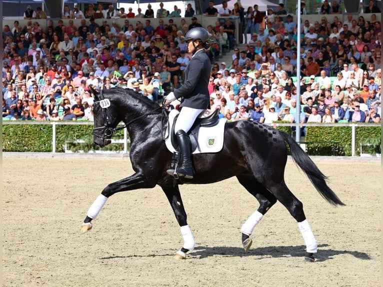 Sportivo Tedesco / Sportivo della Germania Stallone Baio nero in Moritzburg
