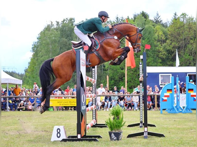 Sportivo Tedesco / Sportivo della Germania Stallone Baio in Moritzburg