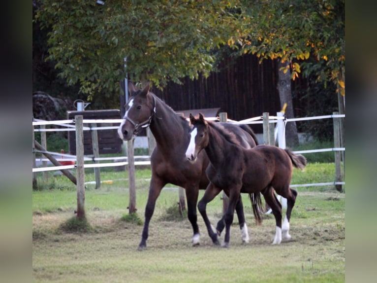 Sportivo Tedesco / Sportivo della Germania Stallone Puledri (06/2025) 143 cm Baio scuro in Immenstaad am Bodensee
