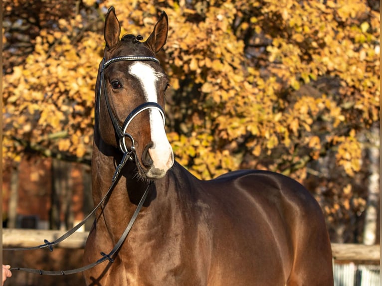 Sportivo Tedesco / Sportivo della Germania Stallone Puledri (05/2026) 165 cm Baio scuro in strzegom