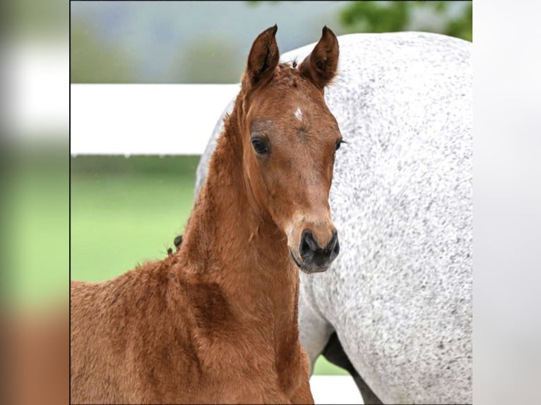 Sportivo Tedesco / Sportivo della Germania Stallone Puledri (03/2026) 167 cm Baio in Bad Dürrheim