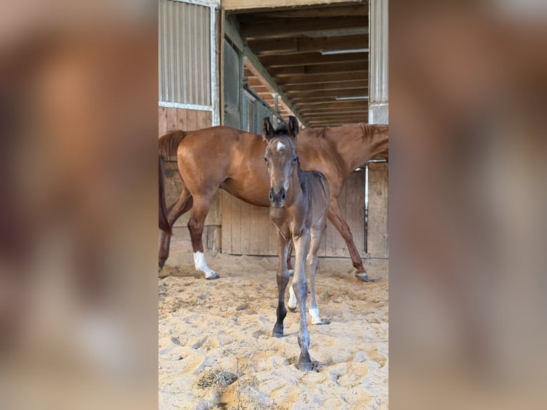 Sportivo Tedesco / Sportivo della Germania Stallone Puledri (04/2026) 168 cm Baio in Waldstetten