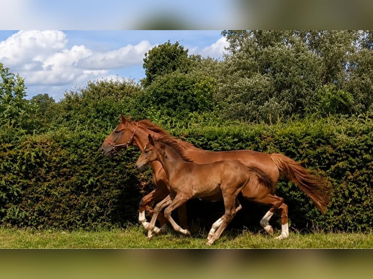 Sportivo Tedesco / Sportivo della Germania Stallone Puledri (05/2026) 170 cm Baio in Pirow