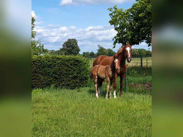 Sportivo Tedesco / Sportivo della Germania Stallone Puledri (05/2026) 170 cm Baio in Pirow