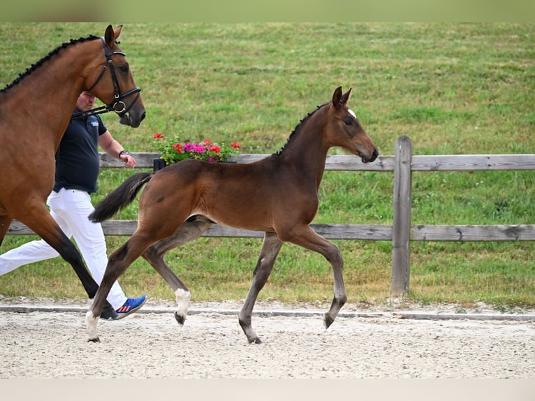 Sportivo Tedesco / Sportivo della Germania Stallone Puledri (03/2026) 170 cm Baio in Altasbach