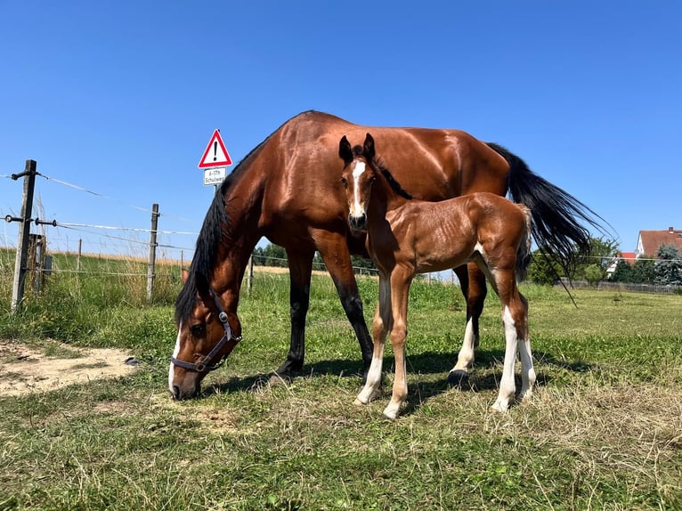Sportivo Tedesco / Sportivo della Germania Stallone Puledri (07/2026) 170 cm Baio in Penig