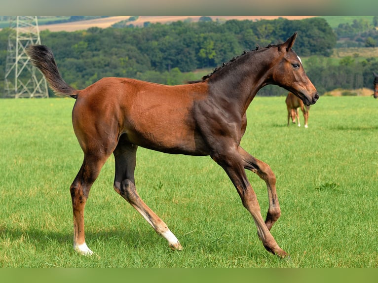 Sportivo Tedesco / Sportivo della Germania Stallone Puledri (04/2025) 170 cm Baio scuro in Dornburg-Camburg