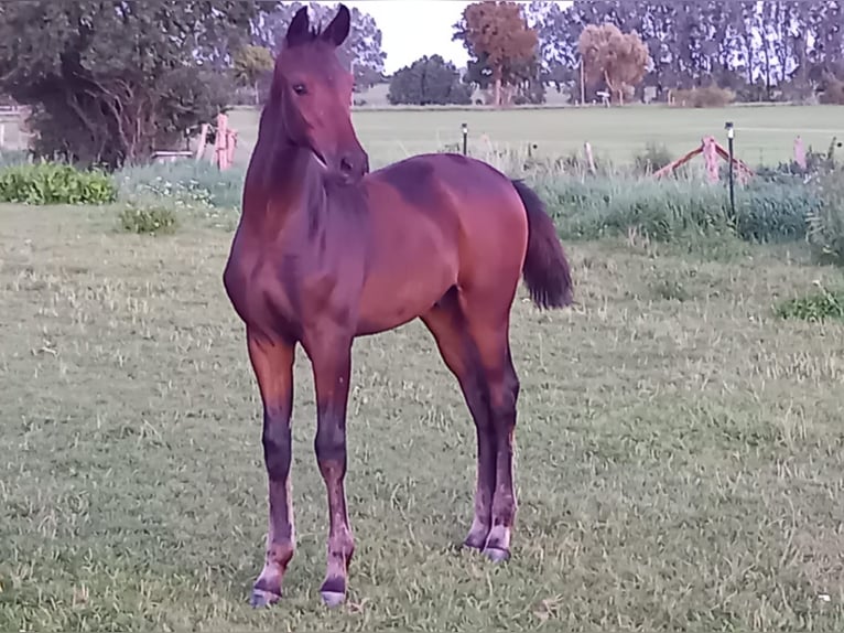 Sportivo Tedesco / Sportivo della Germania Stallone Puledri (04/2025) 170 cm Baio scuro in Zehdenick