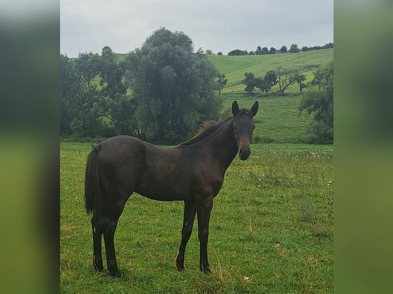 Sportivo Tedesco / Sportivo della Germania Stallone Puledri (03/2025) 170 cm in Schimberg