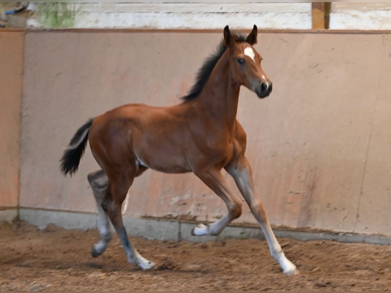 Sportivo Tedesco / Sportivo della Germania Stallone Puledri (05/2026) 170 cm  in Konz