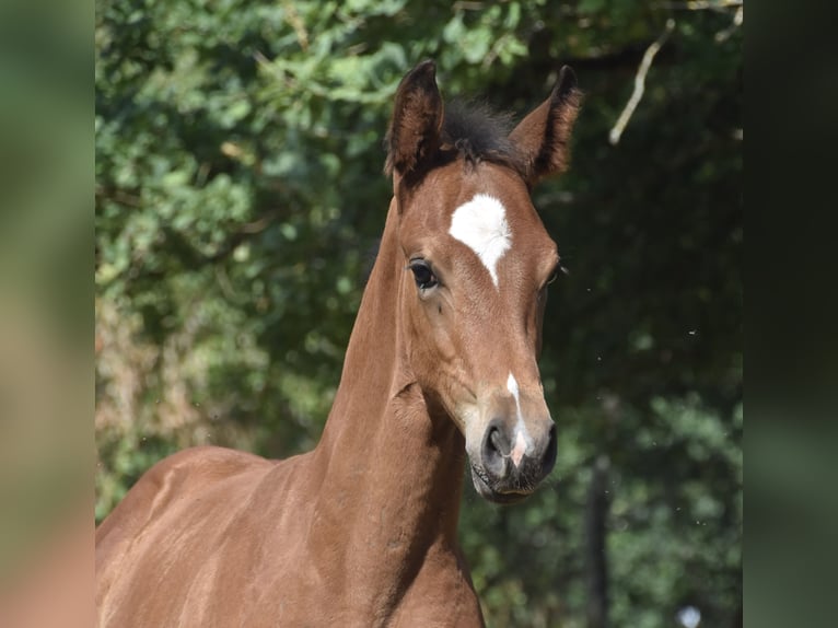 Sportivo Tedesco / Sportivo della Germania Stallone Puledri (05/2026) 170 cm  in Konz