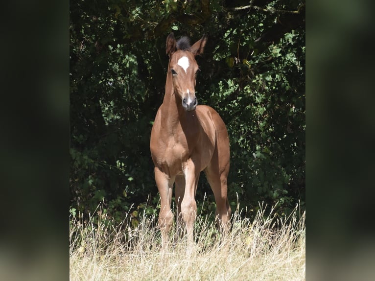 Sportivo Tedesco / Sportivo della Germania Stallone Puledri (05/2026) 170 cm  in Konz