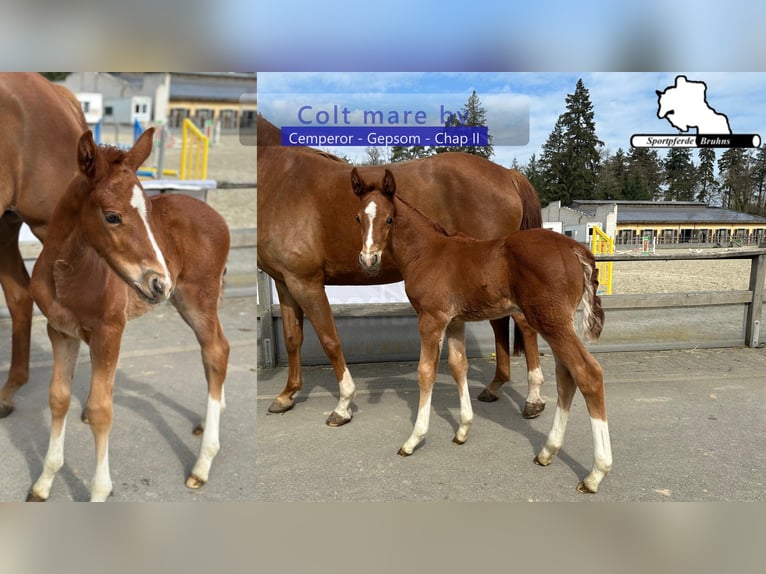 Sportivo Tedesco / Sportivo della Germania Stallone Puledri (03/2026) 170 cm  in Seetz