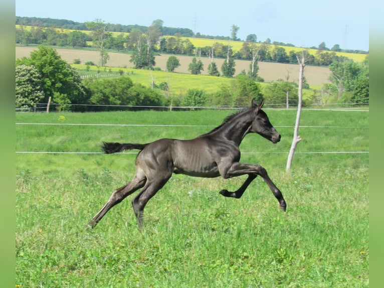 Sportivo Tedesco / Sportivo della Germania Stallone Puledri (05/2026) 170 cm Morello in Querfurt
