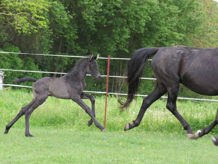 Sportivo Tedesco / Sportivo della Germania Stallone Puledri (01/2026) 170 cm Morello in Querfurt