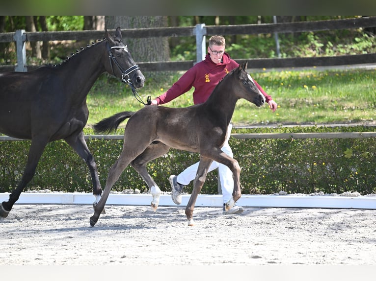 Sportivo Tedesco / Sportivo della Germania Stallone Puledri (03/2026) 170 cm Morello in Goldbeck