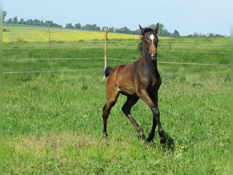 Sportivo Tedesco / Sportivo della Germania Stallone Puledri (03/2026) 170 cm Può diventare grigio in Querfurt
