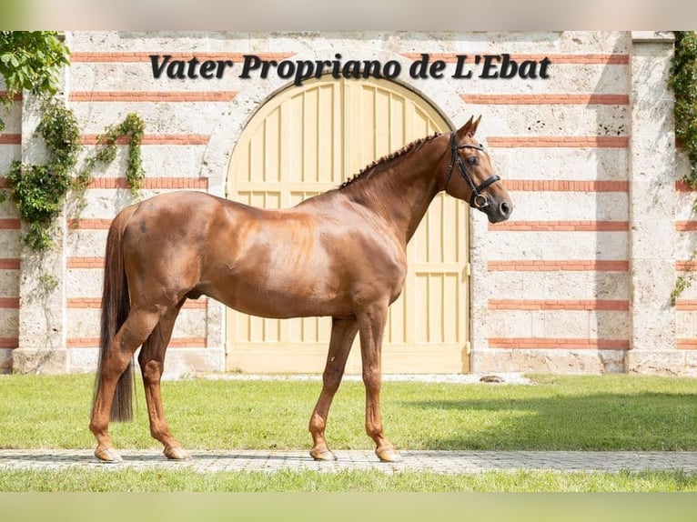 Sportivo Tedesco / Sportivo della Germania Stallone Puledri (03/2026) 170 cm Può diventare grigio in Querfurt