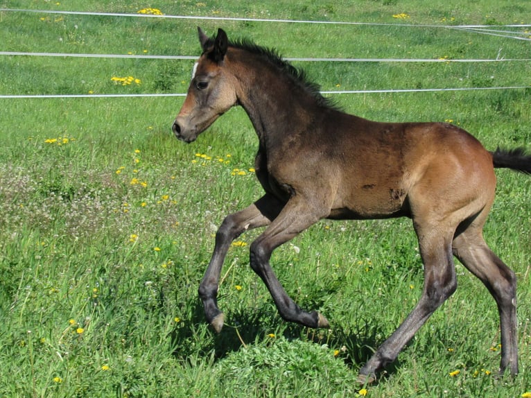Sportivo Tedesco / Sportivo della Germania Stallone Puledri (03/2026) 170 cm Può diventare grigio in Querfurt