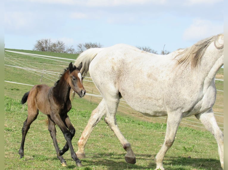 Sportivo Tedesco / Sportivo della Germania Stallone Puledri (03/2026) 170 cm Può diventare grigio in Querfurt