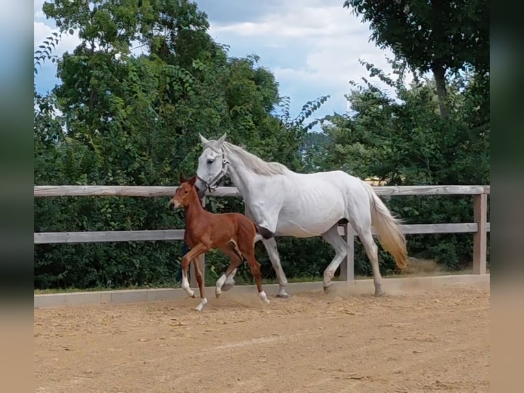 Sportivo Tedesco / Sportivo della Germania Stallone Puledri (06/2026) 172 cm Baio in Goldbeck