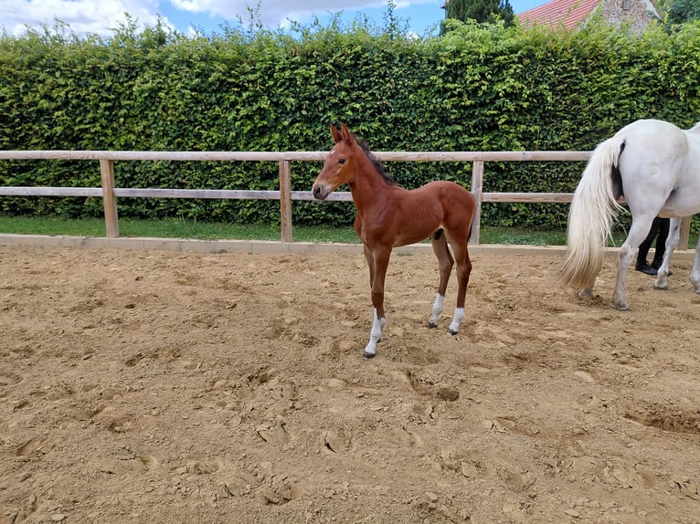 Sportivo Tedesco / Sportivo della Germania Stallone Puledri (06/2026) 172 cm Baio in Goldbeck