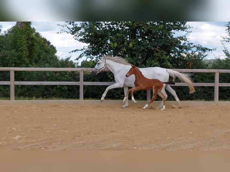 Sportivo Tedesco / Sportivo della Germania Stallone Puledri (06/2026) 172 cm Baio in Goldbeck