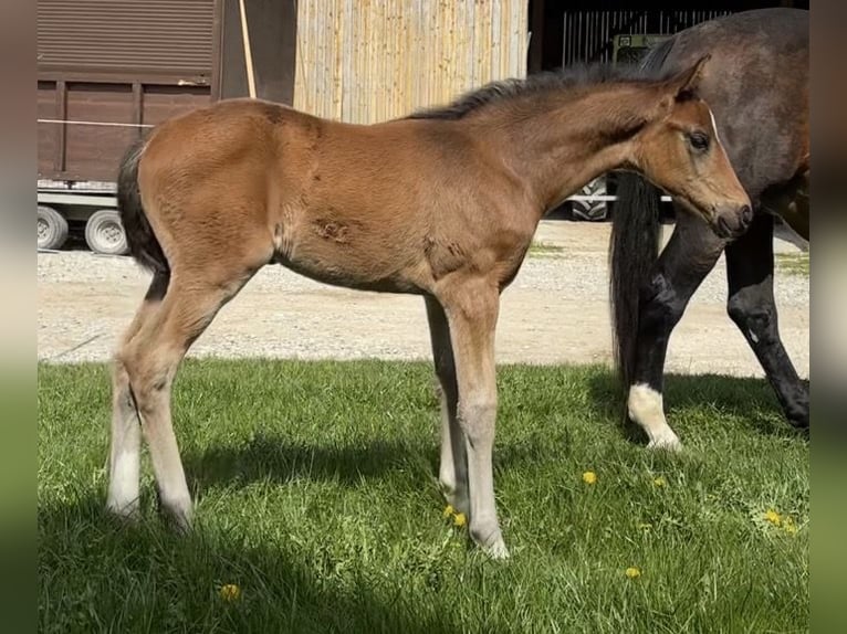 Sportivo Tedesco / Sportivo della Germania Stallone Puledri (02/2026) 172 cm Baio scuro in Weichering