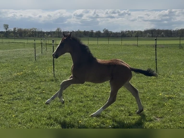 Sportivo Tedesco / Sportivo della Germania Stallone Puledri (02/2026) 172 cm Baio scuro in Weichering