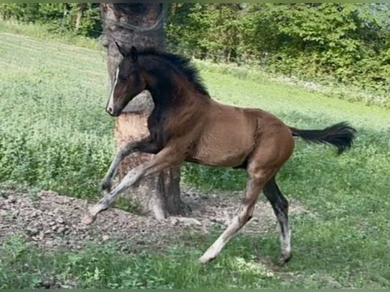 Sportivo Tedesco / Sportivo della Germania Stallone Puledri (02/2026) 172 cm Baio scuro in Weichering