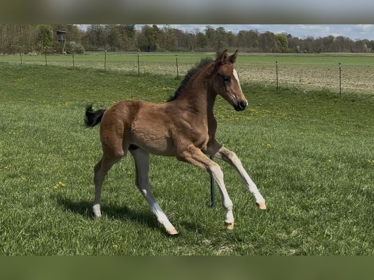 Sportivo Tedesco / Sportivo della Germania Stallone Puledri (02/2026) 172 cm Baio scuro in Weichering