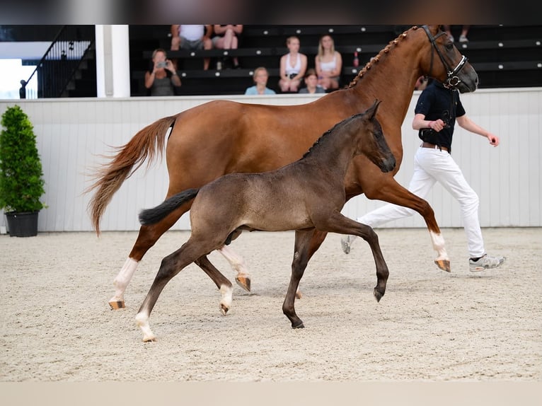 Sportivo Tedesco / Sportivo della Germania Stallone Puledri (05/2026) 172 cm Morello in Weida