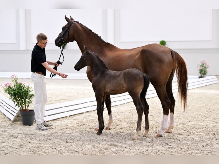 Sportivo Tedesco / Sportivo della Germania Stallone Puledri (05/2026) 172 cm Morello in Weida