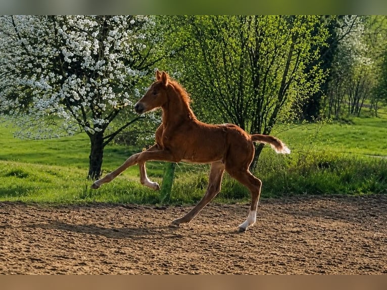 Sportivo Tedesco / Sportivo della Germania Stallone Puledri (03/2026) 172 cm Sauro scuro in Bergkirchen