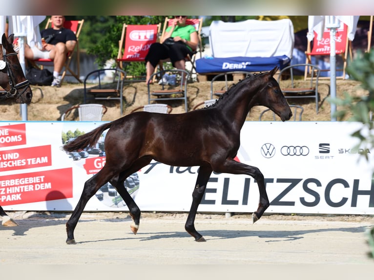 Sportivo Tedesco / Sportivo della Germania Stallone Puledri (03/2026) 173 cm Baio nero in Frauenstein