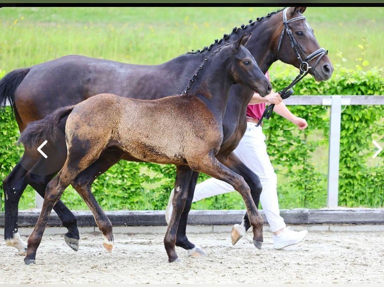 Sportivo Tedesco / Sportivo della Germania Stallone Puledri (03/2026) 173 cm Baio nero in Frauenstein