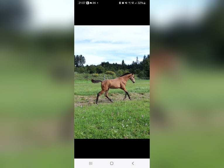 Sportivo Tedesco / Sportivo della Germania Stallone Puledri (03/2025) 175 cm Pelle di daino in Stiefenhofen Sportivo Tedesco / Sportivo della Germania Stallone Puledri (03/2025) 175 cm Pelle di daino in Stiefenhofen